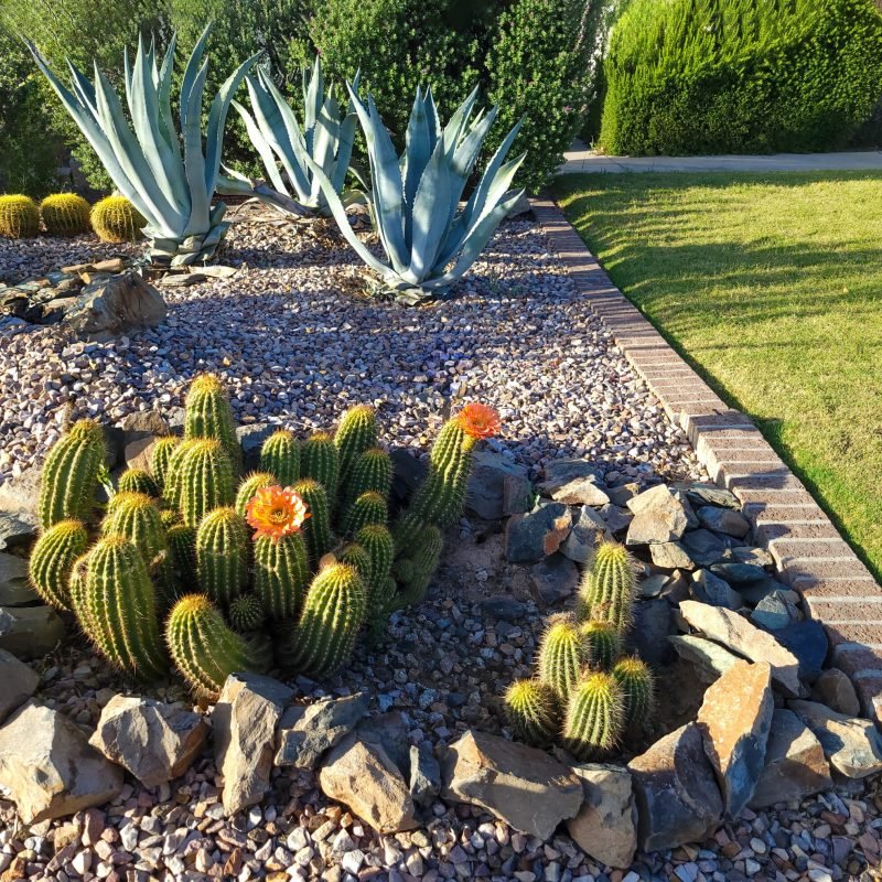 Blooming Hedgehog cacti, Echinocereus, and Blue Agave at xeriscaped desert style patch next to a green grass lawn in Phoenix, AZ