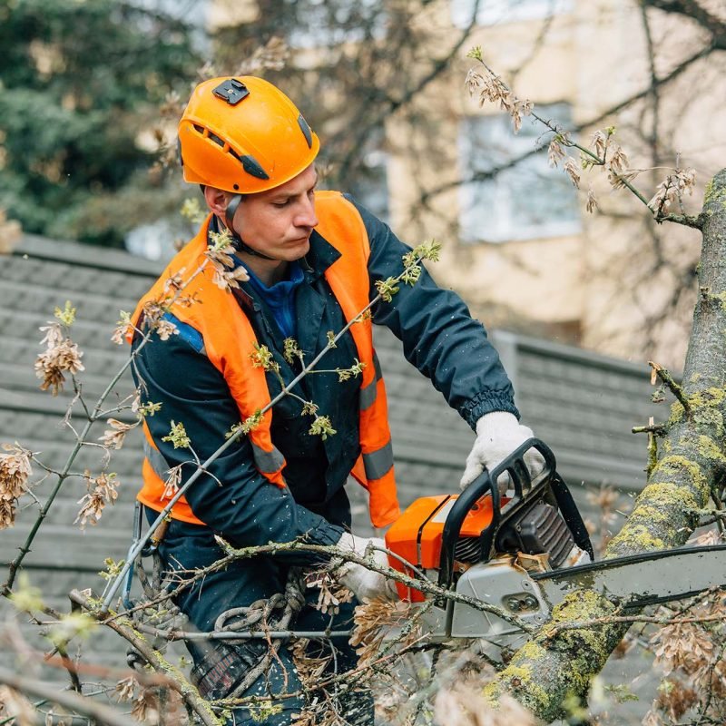 Arborist at work.  lumberjack working with a chainsaw, logging in the park.