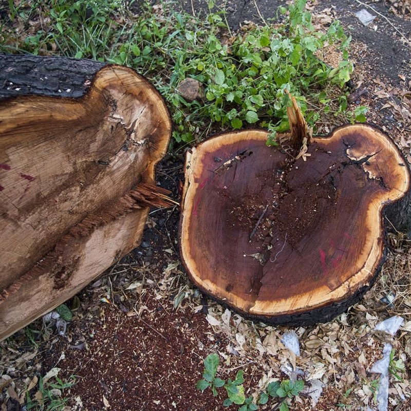 Cutting down tree in the forest, Destruction of trees for the needs of mankind lead to environmental disaster